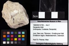 Foto (Objket + Etiketten) von Decapoda indet. 